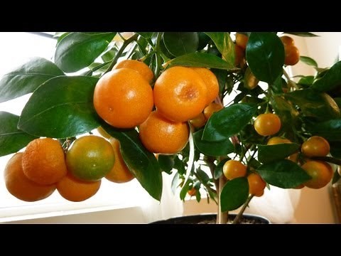 CALAMONDIN ORANGE Update : Best Indoor Citrus Plant | Miniature Orange - Part 2