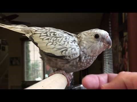 Female Cockatiel sounds & songs - Mating calls