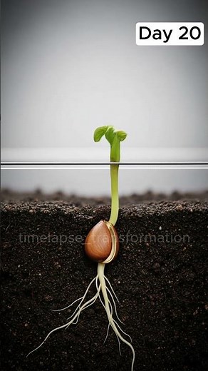 AMAZING Apple sprouting timelapse