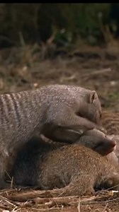 6.8K views · 33 reactions | Best Animal & Nature on Reels | Facebook