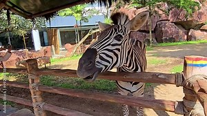 Beautiful black and white stripe zebra, or also known as Equus quagga, unique mammal, zebra grazing in the private ranch