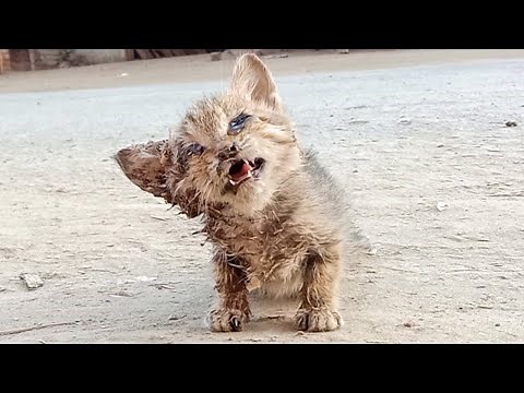 Rescue Of Abandoned Blind Baby Kitten On Roadside That Was Close To Death 😭 Cries For Help
