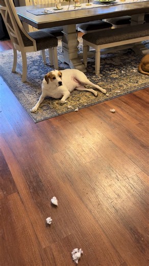 Yep, I made that stuffing fluffing snow. Oh, you’re mad? I am so bothered, I think I’ll take a nap with Dad 🐾👑💙##iggysoftiktok##italiangreyhound##marcotheiggy##iggysoftheworld