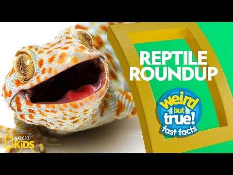 Reptile Roundup | Weird But True!—Fast Facts