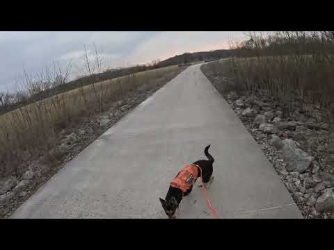 GS SAR training day 1262: A perfect example of a trailing canine. Taking the shortest route.