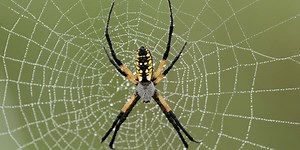 Researchers insert a spider web gene into the silkworm