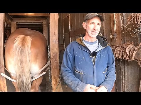 HOW TO SHOE A DRAFT HORSE // Explaining Different Types of Horse Shoes