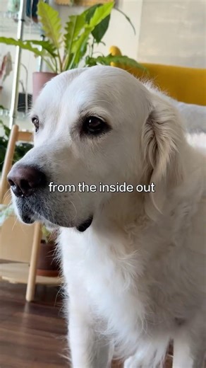 Introducing iDog 17 - Powered by Fur and Chaos