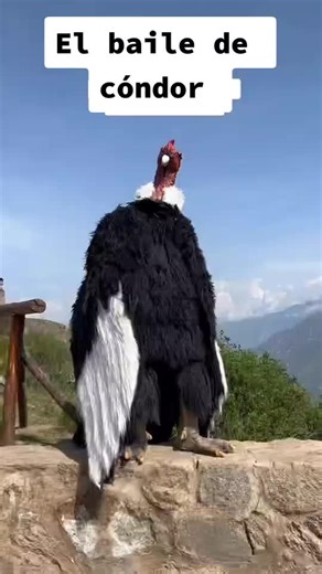Traditional Peruvian Condor Dance | Cumbia Dance Performance
