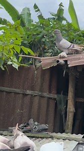 Excellent pigeon farm 66 #kobitor #pigeon #reelsvideo | Zahid Pigeon Vlog