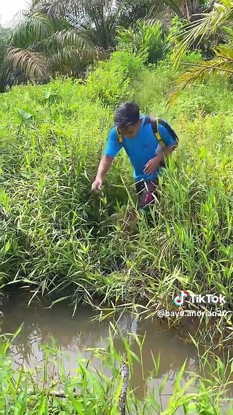 Ayam Hutan: Keunikan dan Manfaatnya