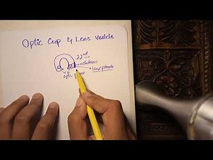 EMBRYOLOGY OF EYE [Optic Cup and Lens Vesicle]