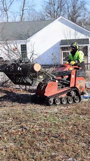 Controlled Tree Removal Done Right