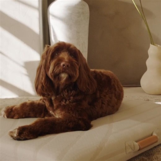 Proudly Woman-Owned, Purposefully Small 🌱🐶 LAY LO started with a simple wish: I wanted a dog bed I’d be proud to keep in my small apartment. What began as a personal mission in my garage has grown into something so much more—a collection of thoughtfully designed, beautiful products made with you and your home in mind. We’re still a small, woman-owned business, and each piece we create is a labor of love, crafted to bring both style and comfort into the spaces we share with our pets. Every desi