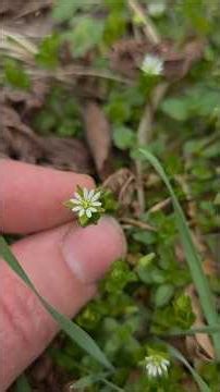 Foraging / Plant Identification: Chickweed Part 2 (The flowers)