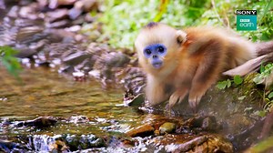 40K views · 534 reactions | Our world creates a ‘perfect’ balance for all life forms to exist, survive and prosper. Know how the world is perfectly balanced on ‘A Perfect Planet’, PREMIERES on March 8, Mon-Fri @ 9 PM. #PerfectPlanet #PerfectBalance #FeelAlive Citroën | Sony BBC Earth | Facebook