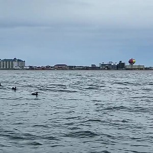 199K views · 1K reactions | Day 50 of 60 from the Worlds Largest Duck Boat #scoter #seaduckhunting #seaducks #duckhunting #fuelyouradventure #pullit #duckboat #duckboats #duckwaterboats #decoy #decoys #worldslargestduckboat #dontshootthedecoys #pitbosswaterfowl #foamzilla #foamzillias #federalpremium #benelli #pitbosstv #branthunting @yawsir_official @mollysplacesportinggoods @duckwaterboats @klcrvt | Pitboss Waterfowl | Facebook