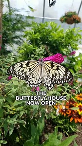 3.9K views · 40 reactions | The Butterfly House is officially open...