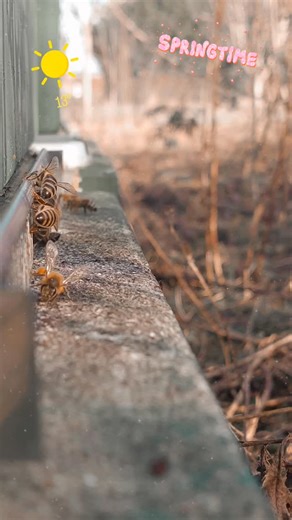 De zon laat zich zien en meteen is het raak ☀️🐝 Onze bijen vliegen enthousiast uit, al goed beladen met stuifmeel. De eerste échte lente vibes hangen in de lucht en dat belooft veel goeds. Beesy kijkt vol energie uit naar een nieuw imkerseizoen 🌼🍯 #beesy beekeeping#imkerleven #bijen #lentevibes #stuifmeel bijenkast imkerseizoen honingbijen lentegevoel | Beesy beekeeping