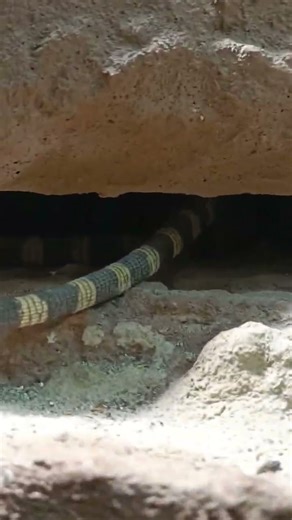 Monitor Lizard Enclosure | Terrarium