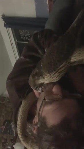 Barbary falcon being gentle