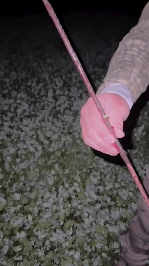 10K views · 155 reactions | 200 pounds of big Illinois buck, not a problem for the MegaMeat @whitetail_edge_official | G5 Outdoors | Facebook