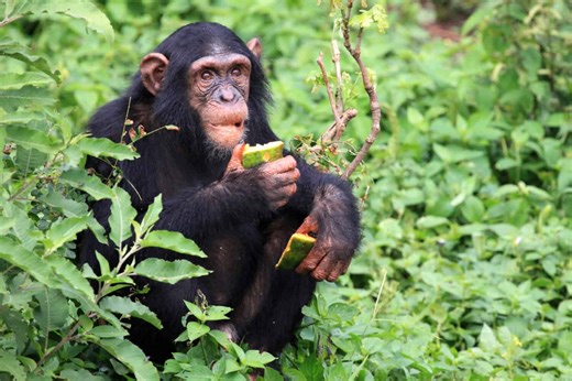 What Do Chimpanzees Eat? Inside the Diet of Our Closest Relatives