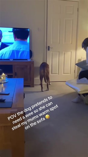 Smart Boxer Dog Shows Off Its Witty Tricks