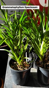 Grammatophyllum Speciosum Disponibles. No se envían por correo. 787-506-8064 | The Orchids Palace LLC