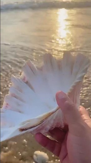 Found giant white clam sea shell on beach #clam #clamshell #seashell