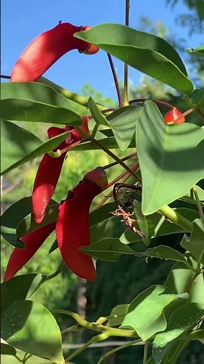Mi Erythrina crista-galli en flor #ceibo #argentina #flornacional #seibo #nativas