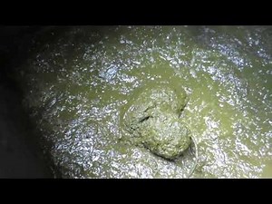 Meet a Professional Poo Diver