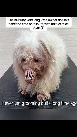 The nails are very long - the owner doesn't have the time or resources to take care of them (1)#trending #viral #doggorooming #matteddog