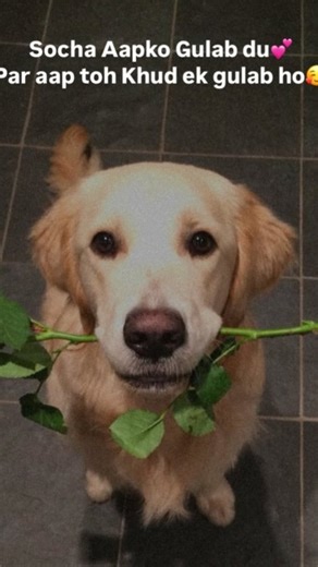 codebasics on Instagram: "What do you know about Python? 🐍 Wrong answers only 👇😂 #viral #studentlife #programmermemes #pythonprogramming #programmerhumor"