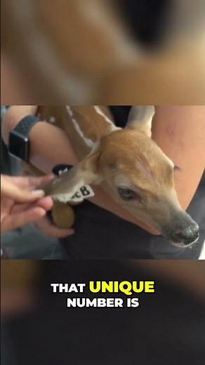 How new fawns are taken care of on Deer Farms! #deerfarming