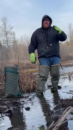 Out enjoying setting traps for muskrats and otters | Dunlap LURES