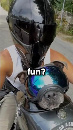 This Biker Dog Has the Best Life! (@harleystaffy)