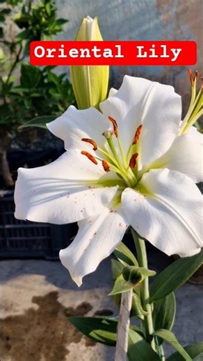 Oriental Lily Blooming 🌸 Lilium Flower #ownroofgarden #flowers #lilium #lily #garden #orientallilies