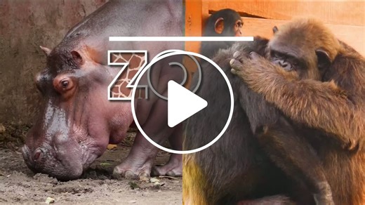 Zoo Day | Meet the New Guinea singing dog - NewsBreak