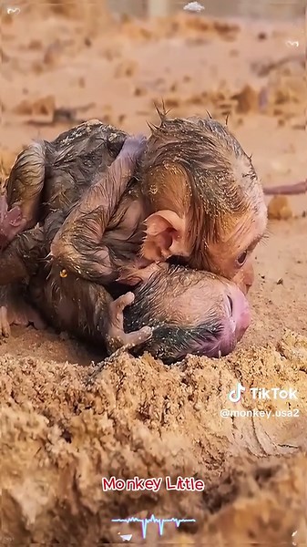 Heartwarming Baby Monkeys Hugging Each Other