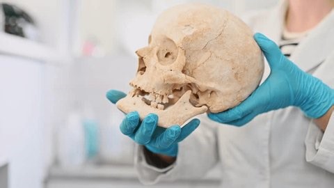 clip-4031299539-doctor-holds-human-skull-against-blurred-background