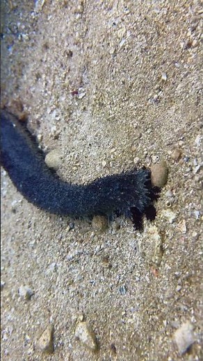 Huge Black Sea Worm Crawling on Ocean Floor – Searching for Food 🪱🌊
