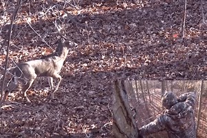 Looking Back on the 17-Point Buck Taken With a Bow in New York