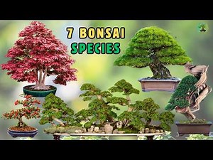 7 Bonsai Trees From East Asia (Episode 1) | How Nature Shapes Their Form
