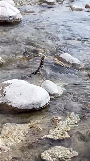 Water Snake’s Strange Behavior | Unusual Movement in the River #kingcobra #snakevideo #naturelovers