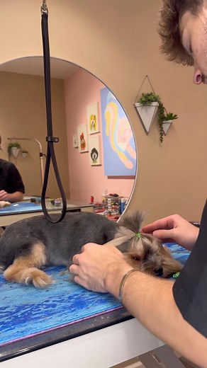 A makeover of a lifetime #doggrooming #yorkies #dogsbylogan #dogs | Dogsbylogan