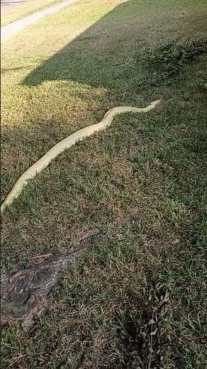 Burmese Python Handling Tips and tricks.