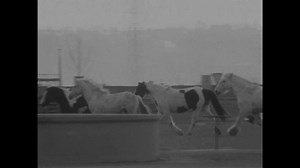 33K views · 292 reactions | #OnThisDay 1971: London's only herd of wild horses was roaming around a sewage works, being a bit of a nuisance to the engineers. Features language of the time. | BBC Archive | Facebook