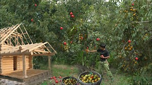 Harvesting persimmons to sell at the country market