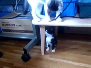 【ねこ】かわいい子猫をいじめる先住猫